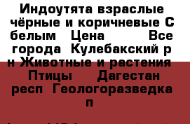 Индоутята взраслые чёрные и коричневые С белым › Цена ­ 450 - Все города, Кулебакский р-н Животные и растения » Птицы   . Дагестан респ.,Геологоразведка п.